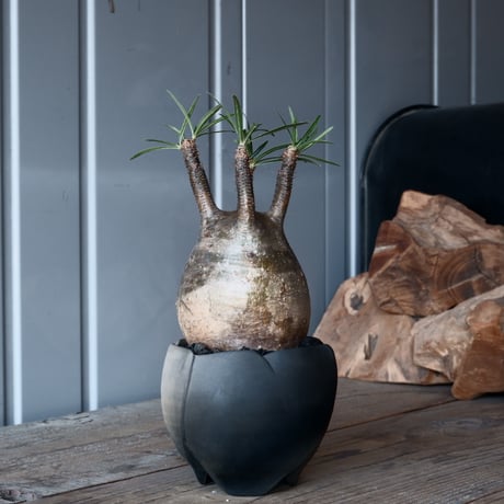 炭鉢 楽天市場】＼【 鉢＆受け皿 セット 】／ アートストーン 【 L