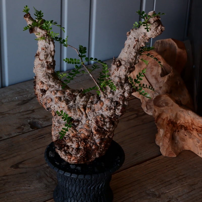 オペルクリカリア パキプス φ10cm［No.21］ × 沖誠 作「Bark / deep