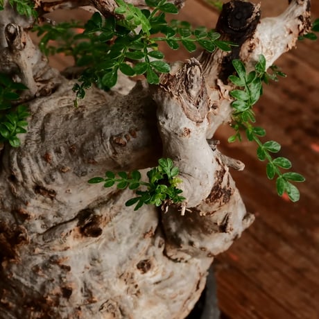 オペルクリカリア パキプス φ11cm［No.10］  ×   小野瀬一 作品  3号 植木鉢