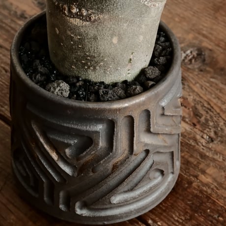 《グリコ》アデニウム アラビカム "ドワーフ " φ6.5cm［No.7］  ×  根本峻吾 作 S.N POT type.normal「 鐡 - kurogane - 」 3号  笠間焼