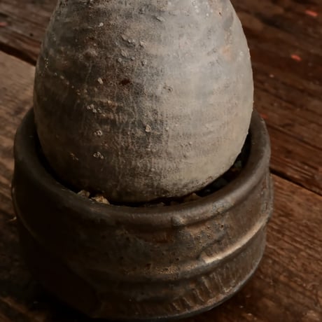 グラキリス  φ8.5cm - 象牙宮 -［No.66］  ×  磯部祐介 作「 瓦 - kawara -  "金剛 飛び鉋 ver. "」3号 植木鉢 笠間焼