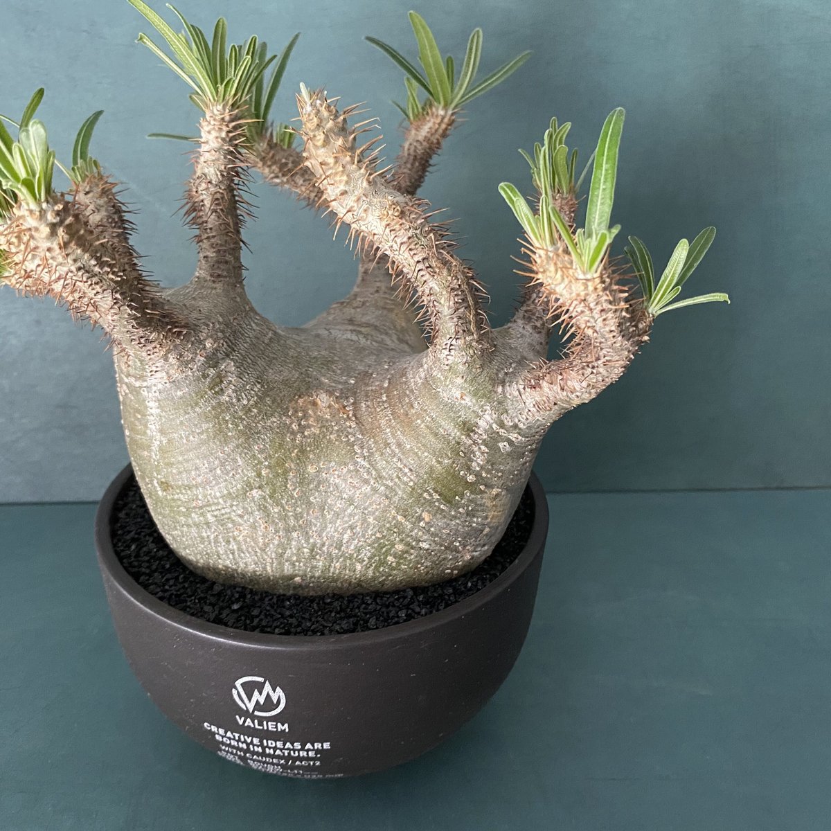 発根済 美株 グラキリス VAG-05 × VALIEM BOWL［ROUGH ACT 2 /