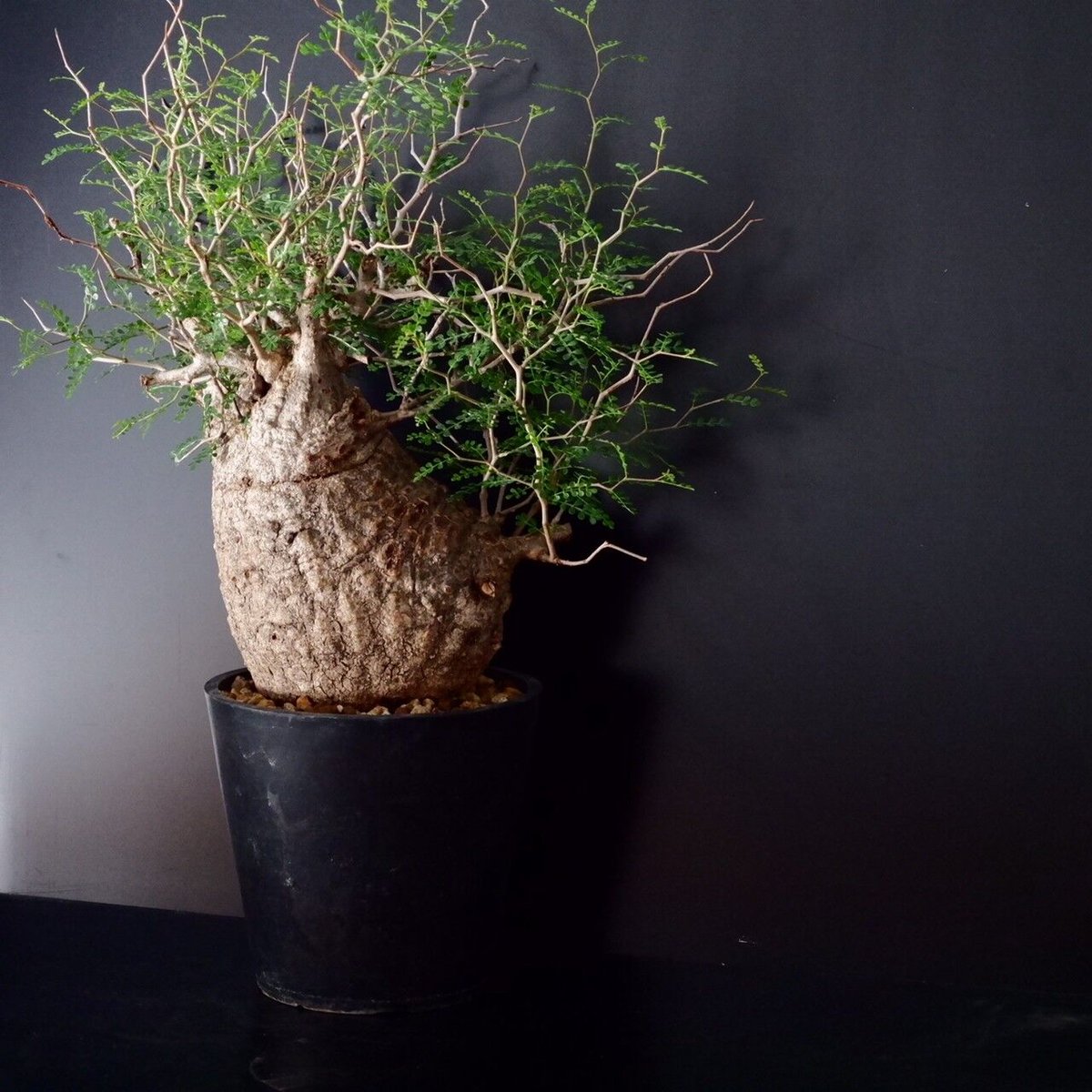 こ*す様 オペルクリカリア　パキプス　特大株 巨大 オペルクリカリア パキプス［No.12］ | Botanical Holic