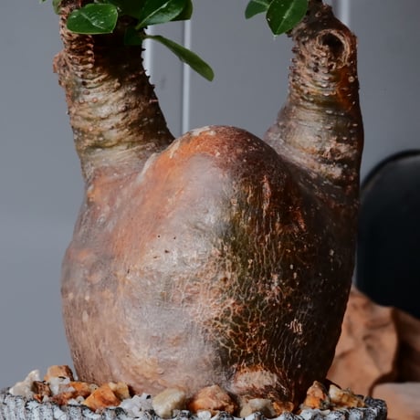 マカイエンセ φ10cm - 魔界玉 - ［No.32］  ×   根本峻吾 作 S.N POT type.slim「 月光ノ爪牙」4号 植木鉢 笠間焼