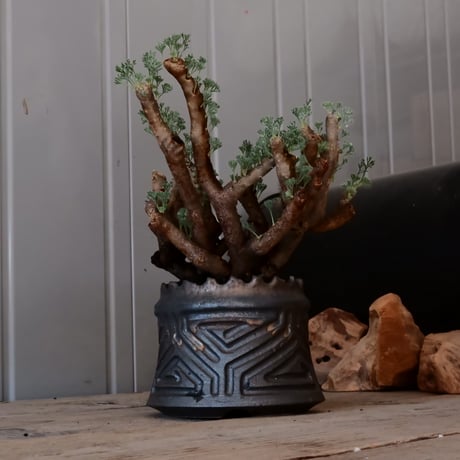 【大株 / w23cm】サルコカウロン ムルチフィズム［No.04］  ×   根本峻吾 作 S.N POT type.cylinder「 鐡 - 黒焔 - 」 4号 植木鉢