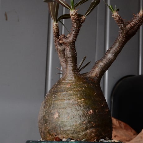 グラキリス φ8.5cm - 象牙宮 -［No.71］  ×   森田昌求 作 「 CLAW - M - 」 3.5号 植木鉢 笠間焼