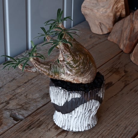 グラキリス φ8.5cm - 象牙宮-［No.30］× 根本峻吾 作 S.N POT type.round「 爪牙 -堕天白- 」3.5号鉢 笠間焼
