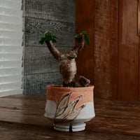 ユーフォルビア イトレメンシス ［No.64］  ×   沼野秀章 作「 刻ム音 」3号 植木鉢 笠間焼
