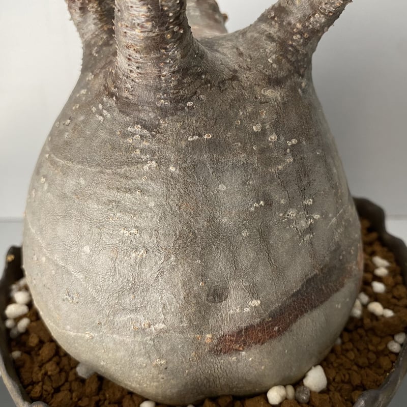 発根済 グラキリス BG-201 × S.N.Pot 