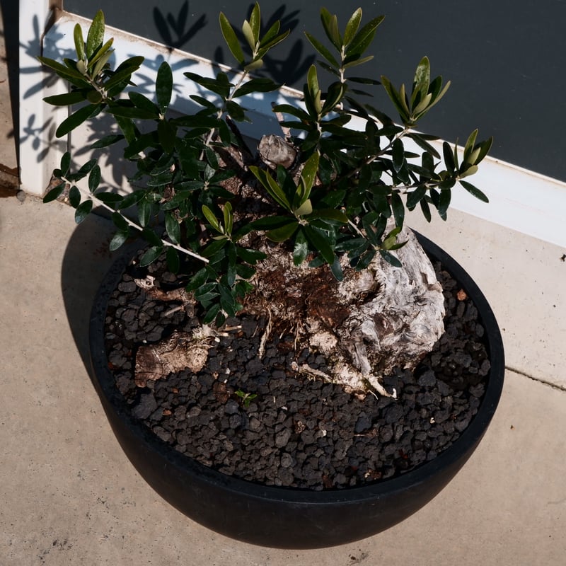 Old Olive 古木オリーブ［No.24］× 10号皿鉢 (φ30cm) | Botani