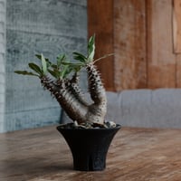 マカイエンセ S - 魔界玉 -［No.173］  ×   沼野秀章 作「 black wrap 」3.5号 植木鉢 笠間焼