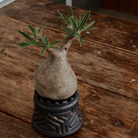 グラキリス - 象牙宮- ［No.169］  ×   根本峻吾 作 S.N POT type.cylinder「 鐡 - 黒焔 - 」3号 植木鉢 笠間焼
