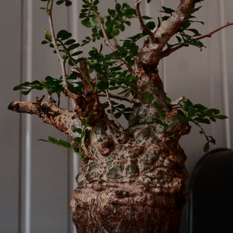 オペルクリカリア パキプス φ 7.5cm［No.35］  ×   根本峻吾 作 S.N POT type.slim「 鐡 - 黒焔 -」 3号 植木鉢