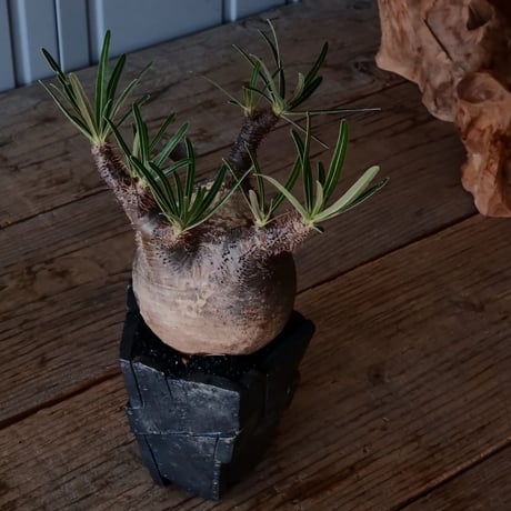 グラキリス φ9.5cm  - 象牙宮 -［No.220］  × 沖誠 作「 Rivet - 燻銀彩 - / 五角 」 3号 植木鉢 笠間焼