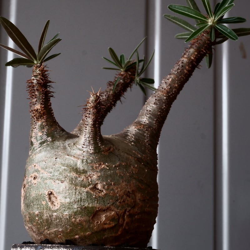 グラキリス φ8.5cm - 象牙宮-［No.45］× 根本峻吾 作 S.N POT type