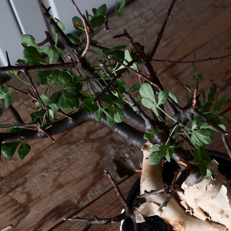 コミフォラ カタフ ピュア ソマリア産［No.13］ × 根本峻吾 作品【 S.N