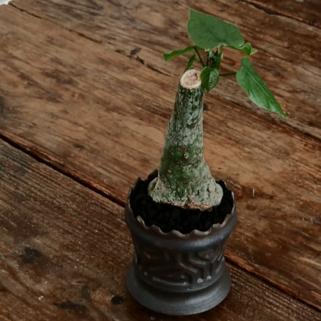 アデニア クリスタルグリーン［No.55］  ×   根本峻吾 作 S.N POT type.slim「 鐡 - 黒焔 - 」3号 植木鉢 笠間焼