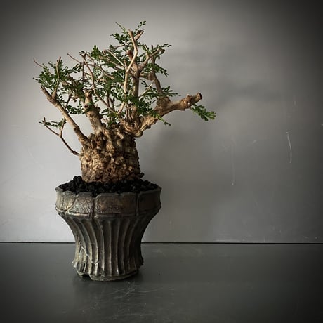 小野瀬一 オノセハジメ 鎬 作家鉢 植木鉢②H14cm×115cm - 鉢・プランター