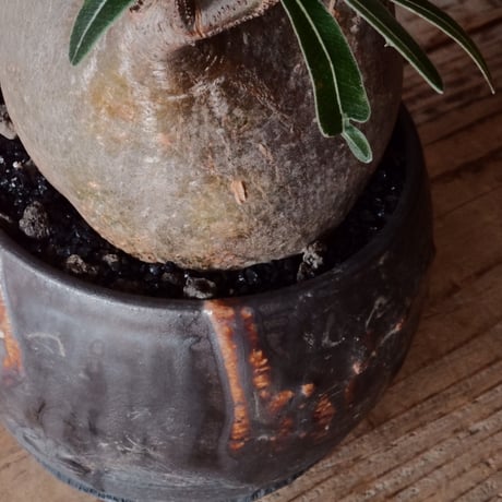 グラキリス φ9.5cm - 象牙宮 -［No.99］  × 磯部祐介 作「 円 - en - "闇落ち "」3.5号 植木鉢 笠間焼
