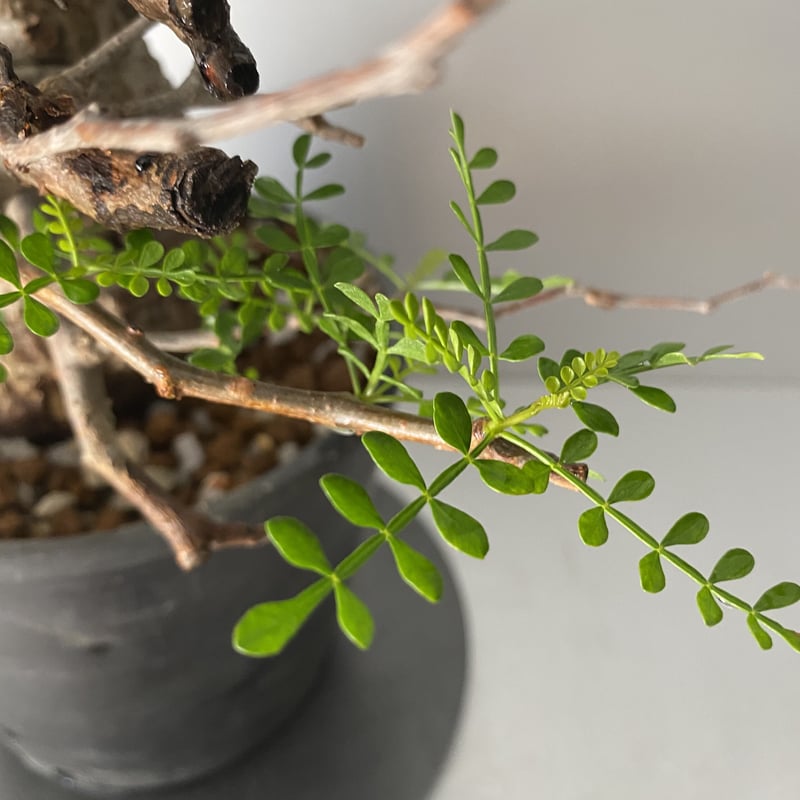 発根済 小さな巨人 オペルクリカリア パキプス P20 | Botanical 発根済 小さな巨人 オペルクリカリア パキプス P20 | Botanical