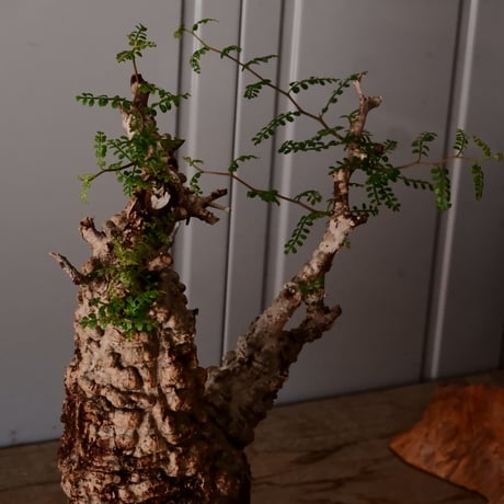 オペルクリカリア パキプス φ11cm［No.24］  × 杉山悠 作 4号 植木鉢 笠間焼