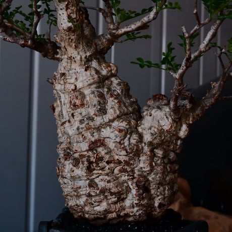 オペルクリカリア パキプス φ9cm［No.20］  × 沖誠 作「Rivet - 燻銀彩 - / 五角」 3号 植木鉢 笠間焼