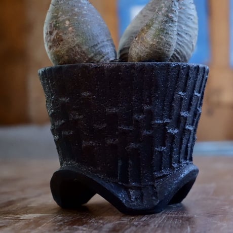 玉葱三兄弟  グラキリス  - 象牙宮 - size M［No.34］  ×  沼野秀章 作 「black wrap - 象足 .ver 」4号 植木鉢