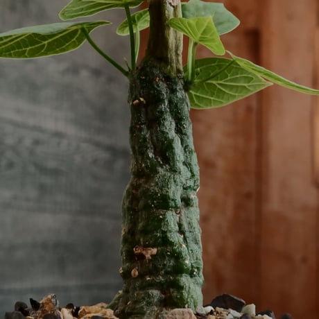アデニア クリスタルグリーン［No.56］  ×   根本峻吾 作 S.N POT type.cylinder「 刻印  - kokuin -」3号 植木鉢 笠間焼