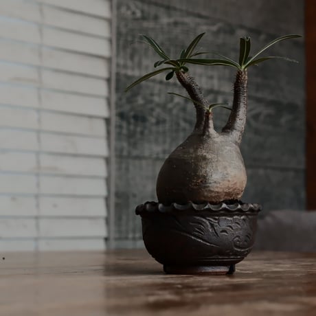 発根済 グラキリス  - 象牙宮 - size S［No.220］  ×  與那嶺大輔 作 「琉球唐草」3号 植木鉢