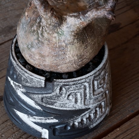 グラキリス φ10cm - 象牙宮- ［No.05］× 根本峻吾 作 S.N POT type.cylinder「 雷電- 月蝕 - 」3.5号鉢 笠間焼