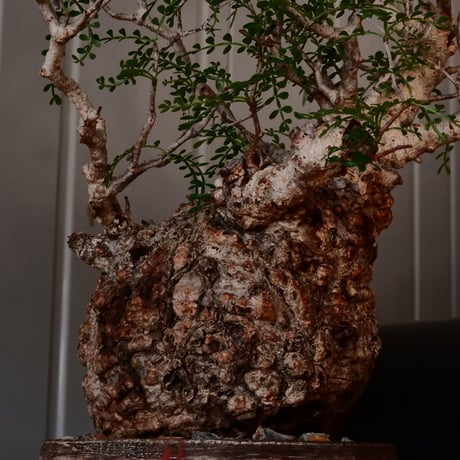 オペルクリカリア  パキプス φ 12.5cm［No.42］  × 沼野秀章 作 【 刻ム音 】4号 植木鉢 笠間焼