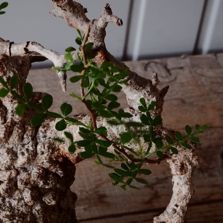 オペルクリカリア パキプス φ 11cm［No.23］  × 磯部祐介 作「 円 - 闇堕ち - "飛び鉋"」4号 植木鉢 笠間焼