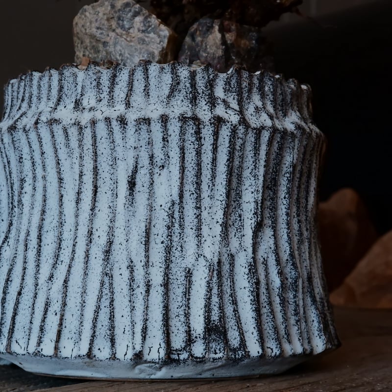 万物想 チレコドン レティキュラーツス［No.02］ × 根本峻吾 作