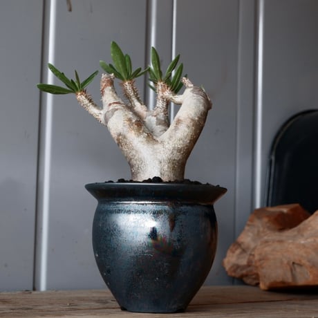 パキポディウム ブレビカリックス 輸入株［No.21］  × 坂本新 作【 LUSTER - black opal - 】 3.5号 笠間焼 植木鉢