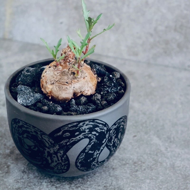 オトンナ ロバタ No.06 × 