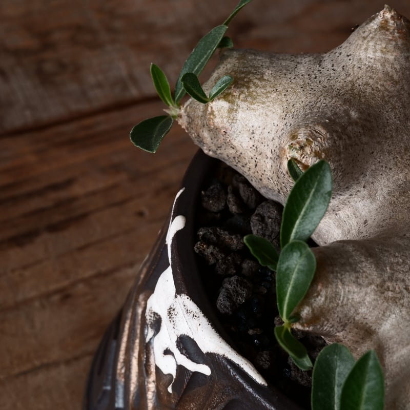 パキポディウム ブレビカリックス 輸入株 発根済［No.8］ × 根本峻吾