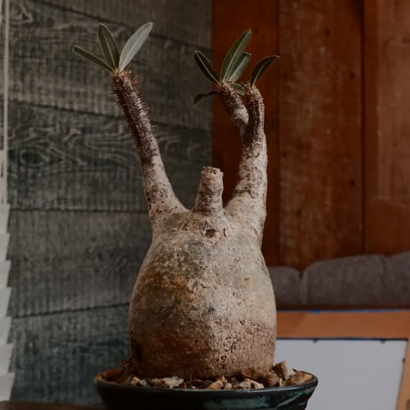 グラキリス  - 象牙宮 -［ No.163］  ×  森田昌求 作 「 CLAW / BORDER」3.5号 植木鉢 笠間焼
