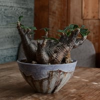 マカイエンセ XL - 魔界玉 -［No.180］  ×   沼野秀章 作 大鉢「 刻ム音 - 紫 - 」7号 植木鉢 笠間焼