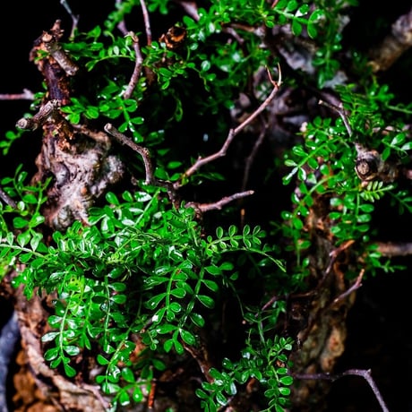発根済 4頭 マルチヘッド オペルクリカリア パキプス P-14  × 小野瀬 一 作品「the first plants wear」 5号 植木鉢