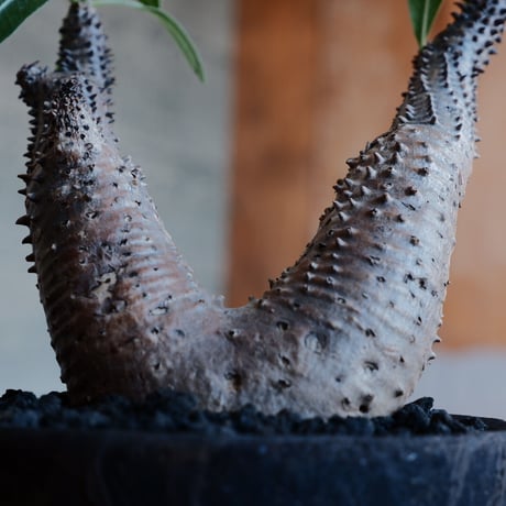 マカイエンセ S - 魔界玉 -［No.176］  ×   沼野秀章 作「 black wrap 」4号 植木鉢 笠間焼