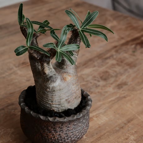 発根済 グラキリス  - 象牙宮 - size S［No.219］  ×  與那嶺大輔 作 「琉球飛び鉋」3号 植木鉢