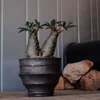 多頭 グラキリス φ7.5cm - 象牙宮 - ［No.05］  ×   沼野秀章 作「 black wrap 」3号 植木鉢 笠間焼