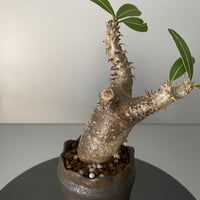 発根済 超チビ マカイエンセ 魔界玉 現地株 BG-146 × S.N.Pot - crown - 2号鉢 ［作家  "根本峻吾"］