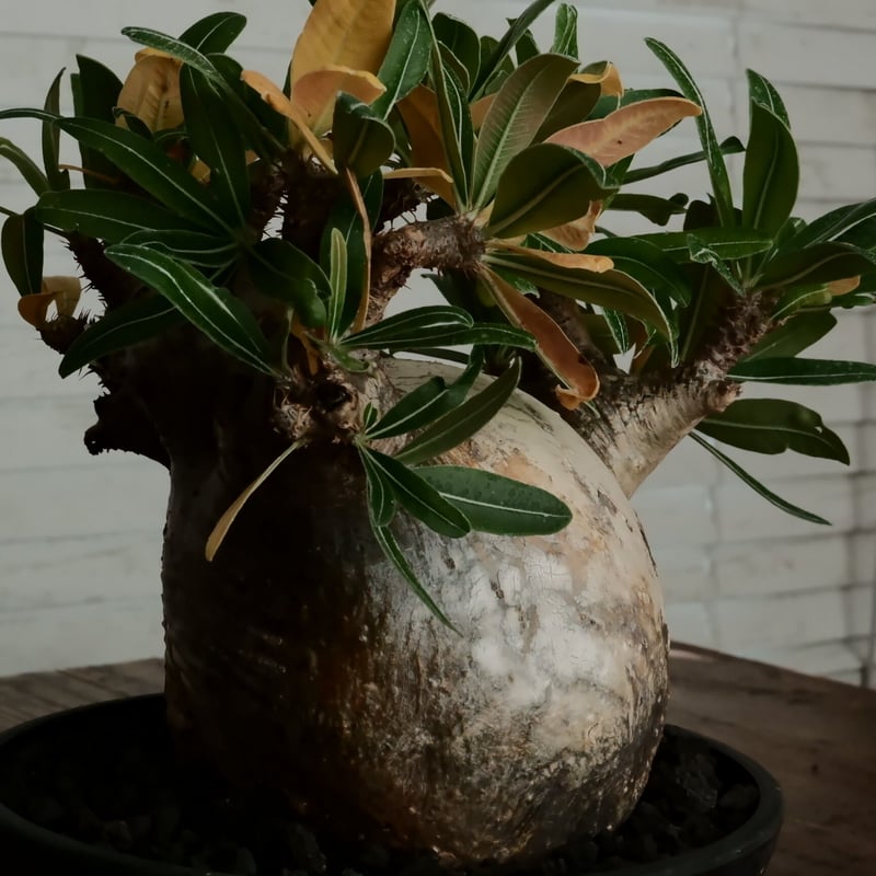 LL株》グラキリス 大株 幹幅15cm - 象牙宮 -［No.58］ × 6号 浅