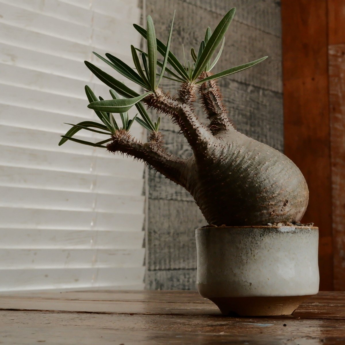 グラキリス M - 象牙宮- ［No.184］ × 鈴木まるみ 作 3.5号 植木鉢 笠