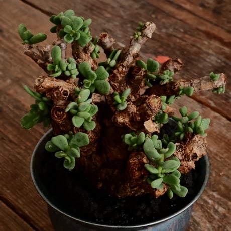 ケラリア ピグマエア［No.45］  ×   坂本新 作「 LUSTER OVERGLAZE - black opal - S  」植木鉢 笠間焼