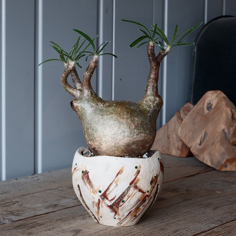 「中国宜興」作者「凪英」・植木鉢・落款あり 中国宜興」作者「凪英」○植木鉢○落款あり