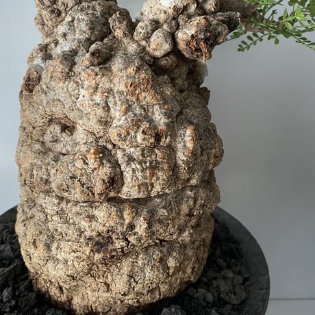 発根済 オペルクリカリア パキプス P-50  ×【作家 小野瀬 一 】"shinogi" 6.5号 植木鉢