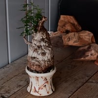 白 オペルクリカリア パキプス φ 11cm［No.21］  ×   沼野秀章 作「 刻ム音 」3.5号 植木鉢 笠間焼