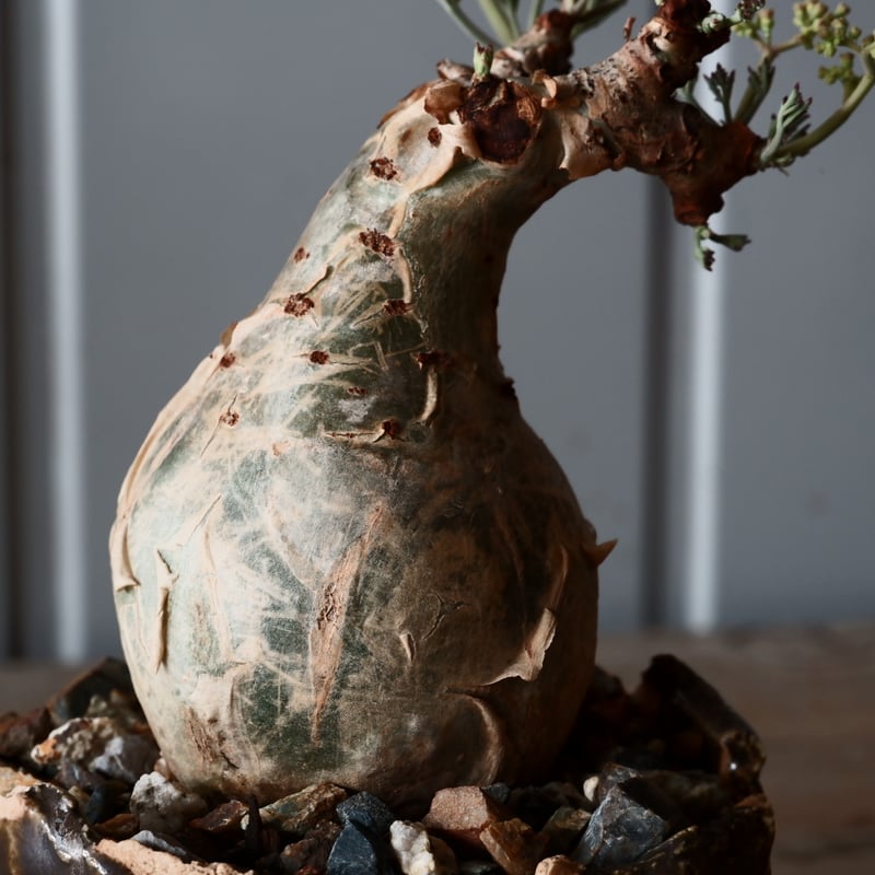 ミニサイズ キフォステンマ ベティフォルメ ナローリーフ ソマリア産